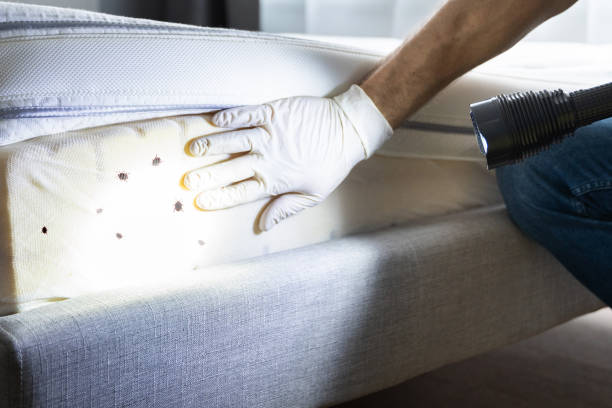 Best Best Pest Control Near Me  in Hoschton, GA