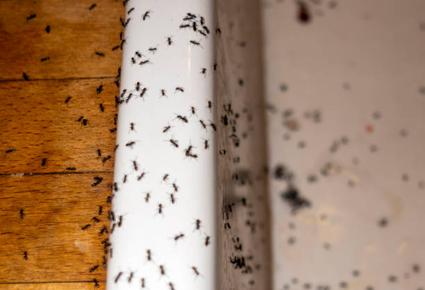 Best Cockroach Control Services  in Hoschton, GA