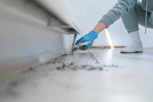 Best Wasp Removal Services  in Hoschton, GA